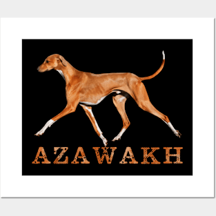 Azawakh Sighthound Posters and Art